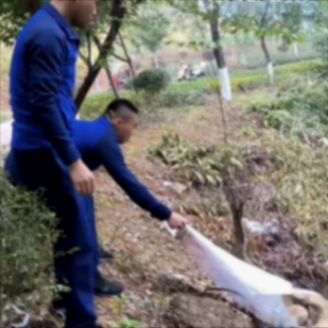 福建龍巖一工地挖出“冬眠”蟒蛇