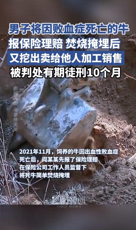 男子獲理賠后又將病死牛挖出來賣