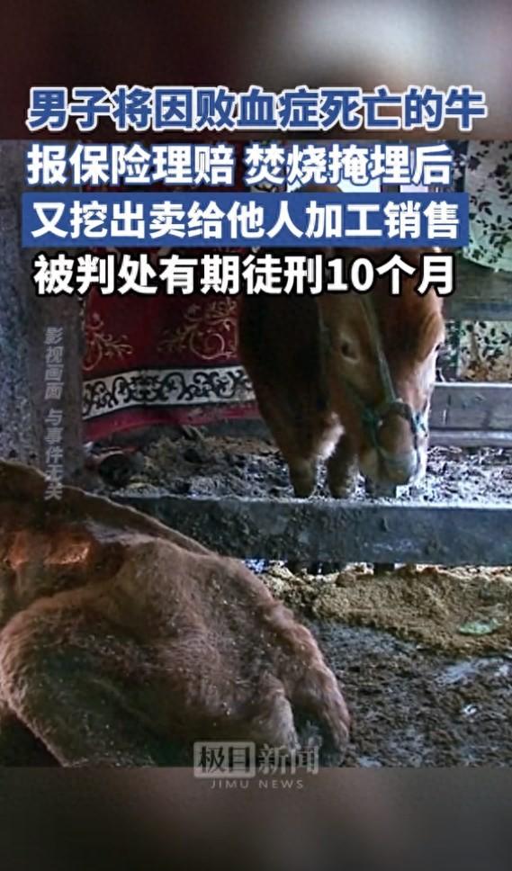 男子獲理賠后又將病死牛挖出來賣